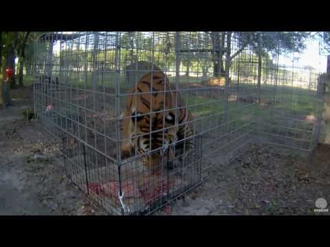 2016 06 24 Andre Tiger eating breakfast