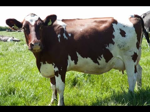 download lagu mp3 mp4 Lincolnshire Poacher Cheese, download lagu Lincolnshire Poacher Cheese gratis, unduh video klip Lincolnshire Poacher Cheese