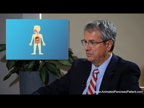 What is the function of the pancreas?