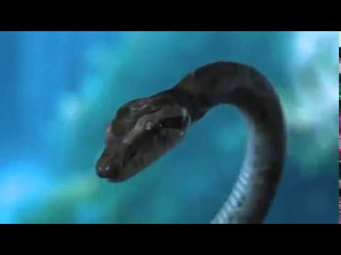 Gryf Transformation Woman Into Snake