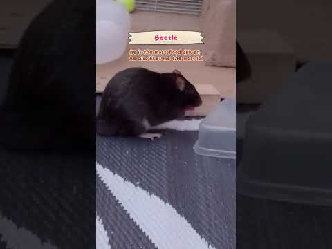 rats rats rats rats rats #rat #petrats #furry #fursuit #catmask