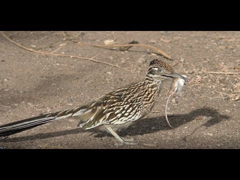 Roadrunner: Meet the Real Bird Behind the Cartoon