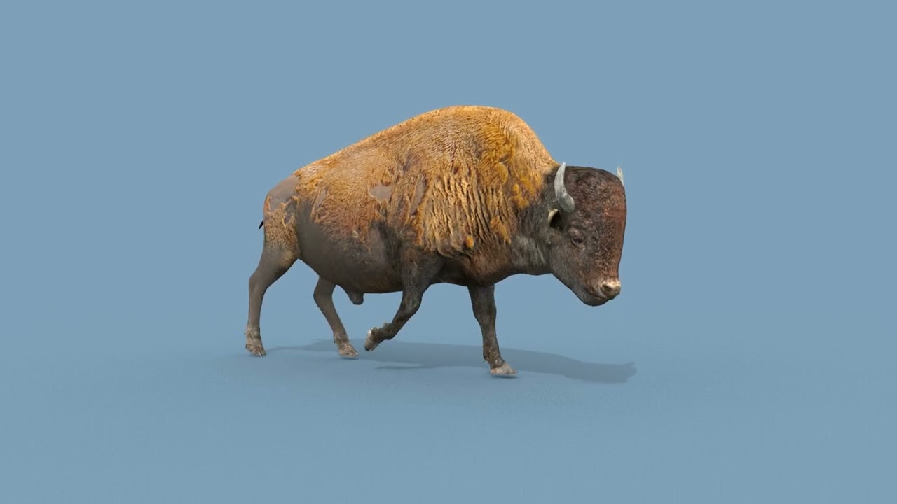 Pro Bison 8K - 3d animated 3D Model