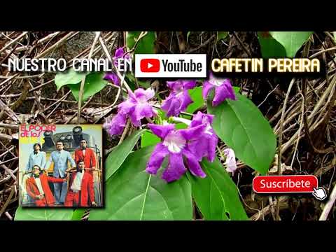 COSTA SIERRA Y MONTAÑA        los betas