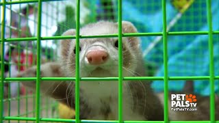 Why do ferrets get into so much mischief
