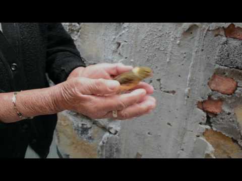 "La Jaula"  Trailer