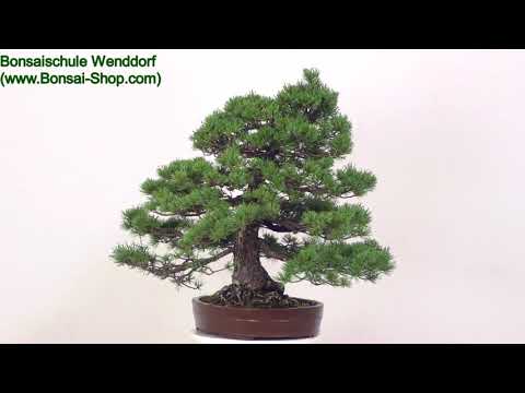 Japanische Mädchenkiefer Nasu, Bonsai, 35 Jahre, 88cm, OPINPAR351-04