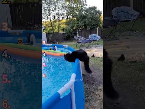 Cat vs Water😼💦 #cat #cats #cutecat #catlover #catsoftiktok #fyp #fypシ #funny #foryou #foryoupage