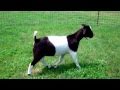 MAX Boer Goats RAW IN BLACK N WHITE ~ SOLD ...