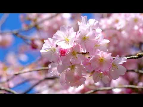 Me Levantou Jesus - Cristina Mel - LEGENDADO