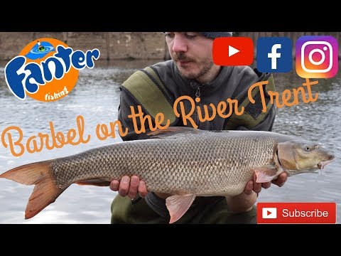 Fanter Fishing - River Trent Barbel fishing A1 stretch & Trent Tidal Collingham AA Weir