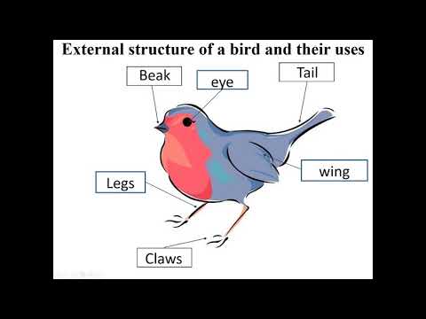 HABIBAH P2 LIT 1 B L8