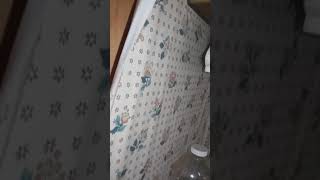 Exploring Old Hobos Trailer