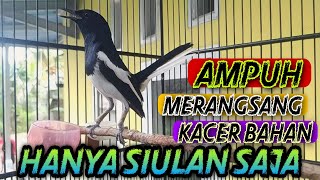 Download lagu KHUSUS KACER BAHAN PANCING PAKAI INI ‼️ SEKETIKA LANGSUNG NYAUT DENGAN SUARA SIULAN KACER mp3