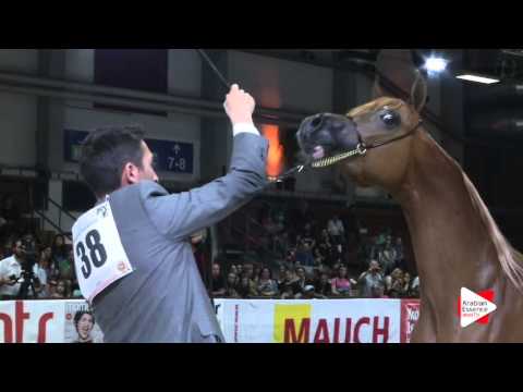 N.38 EVANGELOS K.A. - Wels 2016 - Colts 2 years old (Class 4)