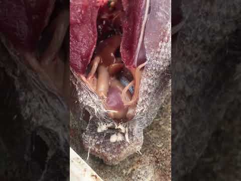 Come liberarsi da carbonato di sodio helminths La forma la direzione sullanalisi un calla su uova un verme