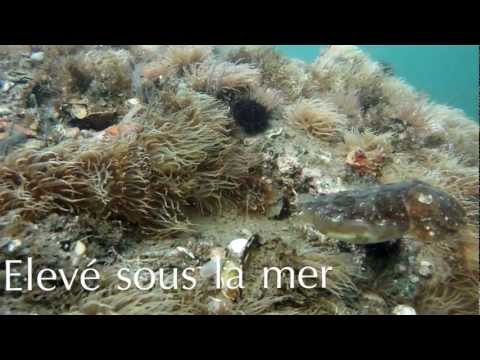 comment prendre sepia officinalis