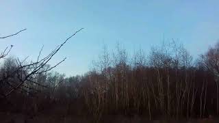 Как поймать снегиря без манка