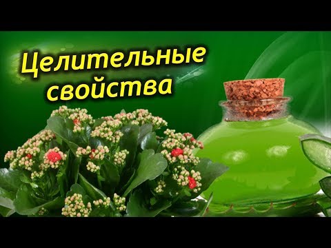 Каланхоэ – домашний доктор!  Целительные свойства, лечение болезней. Рецепты народной медицины.