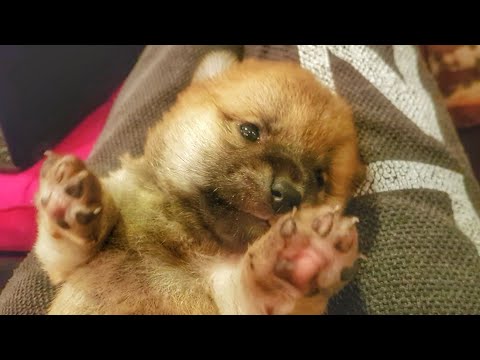 The 3 smol potats - 20 days old!