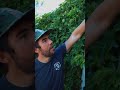 How Much Do Passion Fruit Vines Grow