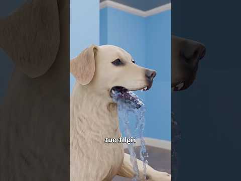 ¿Por qué los perros beben agua de una forma tan extraña? 🐶💧 #shorts