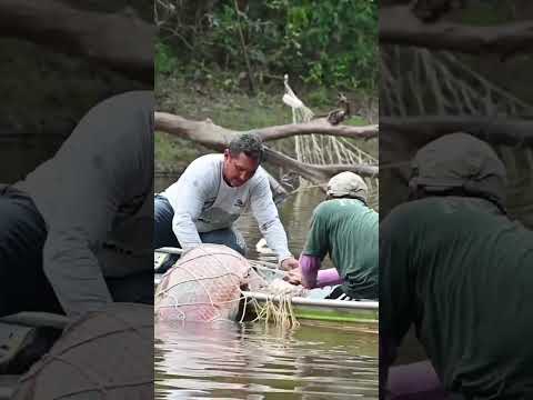 Pesca manejada de pirarucu do povo Paumari #vidanaaldeia