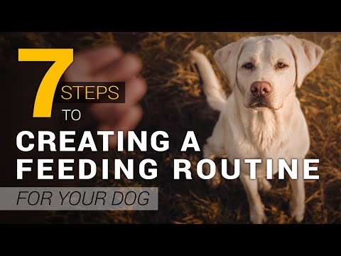 How to Create a Healthy Feeding Routine