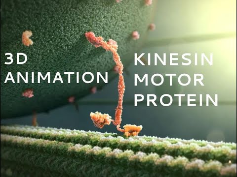 Kinesin Motor Protein 3D Animation (with Labels)