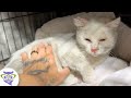 Perros, Gatos y más animales domésticos 1 Video thumbnail