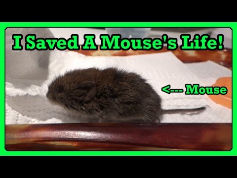 I Saved A Mouse’s Life! (From My Cat, George)
