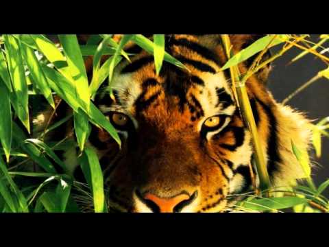 WALID & COKO - CAPPUCCINO