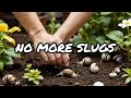 How To Get Rid Of Slugs | Top 10 Best & Cheap Ways to prevent Your Garden from slug and snails