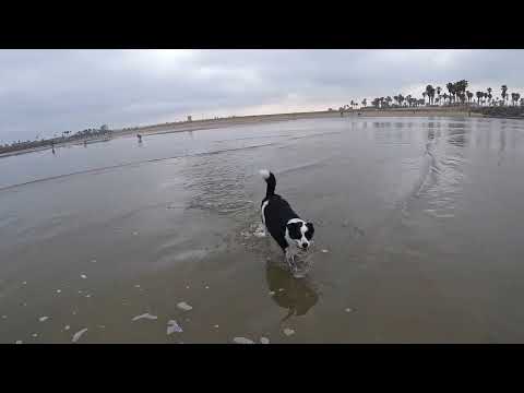 Ocean Beach Dog Beach