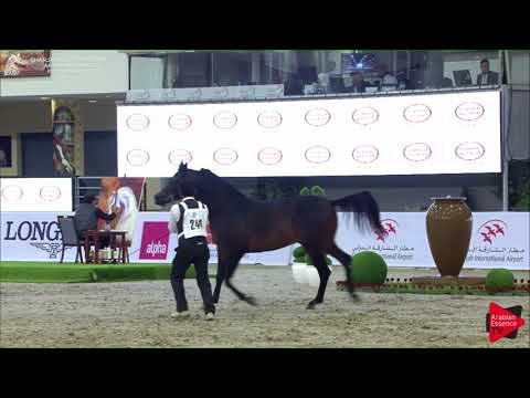 244 ARABIAN SAND Sharjah International 2018