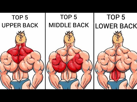 Top 5 Workout Upper Back Workout Middle Back and Lower Back Exercises in Gym