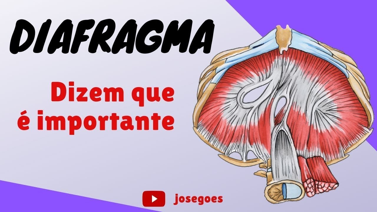 Músculo Diafragma: para que serve?