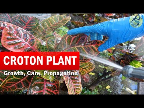 , title : 'How to Grow Croton Plant | Croton plant care | Codiaeum variegatum Botany, Growth Care Video English'