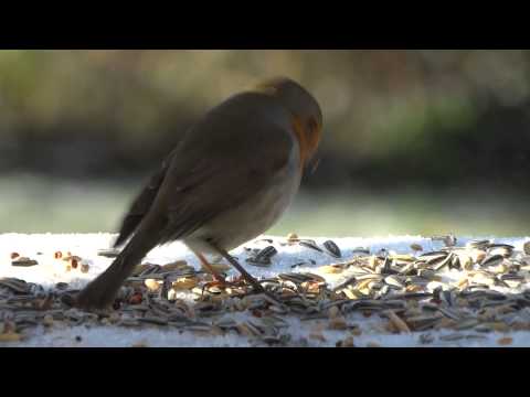 Heimische Singvögel - das Rotkehlchen (Erithacus rubecula)