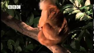 LEMUR KUSH - STRANGE ANIMAL MUSIC - RITTZ "BROKE AND FAMOUS"