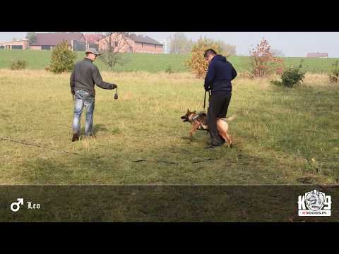 LEO - Malinois Belgian Shepherd - K9Dogs.pl