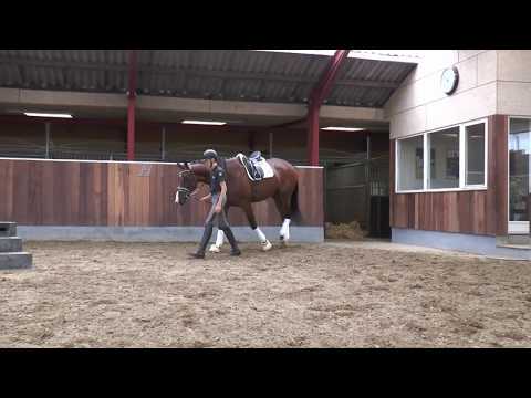 Zircon (Blue Hors Zack / Blue Hors Future Cup)