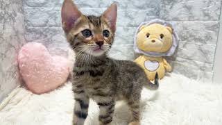 ベンガルの動画01