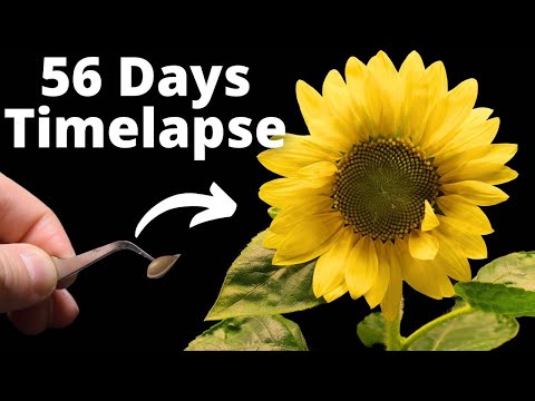 , title : 'Growing Sunflower Time Lapse - Seed To Flower'