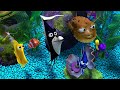 Finding Nemo News From Nigel