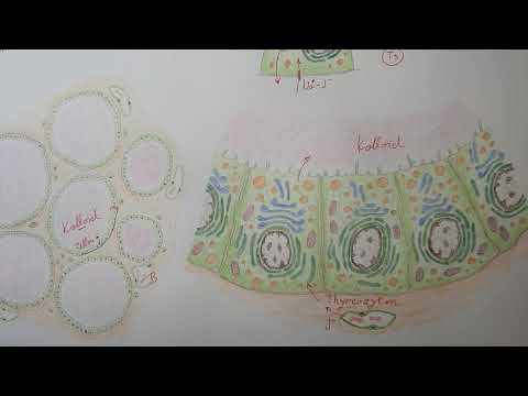 Schilddrüse ( Glandula thyroidea ) - Histologie