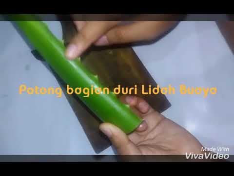 download lagu mp3 mp4 Cara Menghilangkan Komedo Dengan Lidah Buaya, download lagu Cara Menghilangkan Komedo Dengan Lidah Buaya gratis, unduh video klip Cara Menghilangkan Komedo Dengan Lidah Buaya