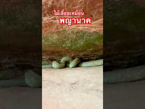 ไม้เบื้อยเหมือนพญานาค #พญานาค #พญางู #ถํ้านาคี #ผานาคี