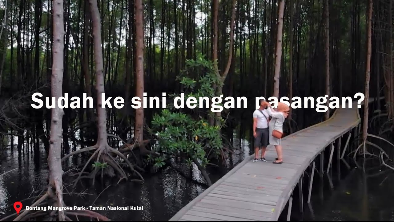 Ayo kesini | Bontang Mangrove Park - Taman Nasional Kutai