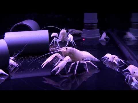 Aqua-Tropica - Flusskrebs Schnappt zu am Beispiel eines Procambarus clarkii